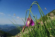 23 Allium insubricum (Aglio d'Insubria) in Val d'Arera